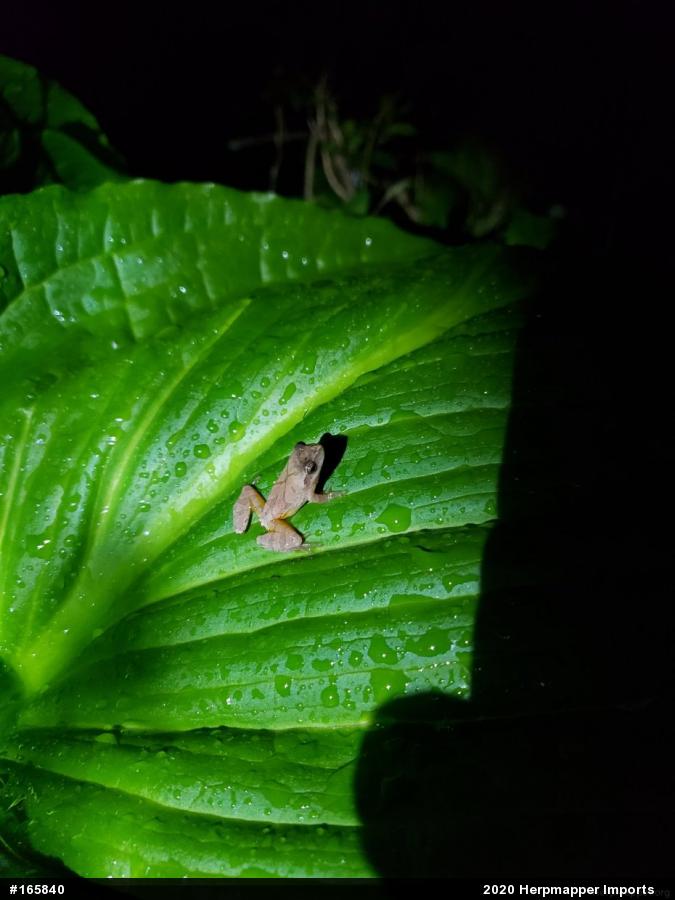 Spring Peeper