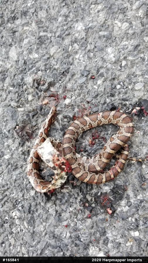 Eastern Milksnake
