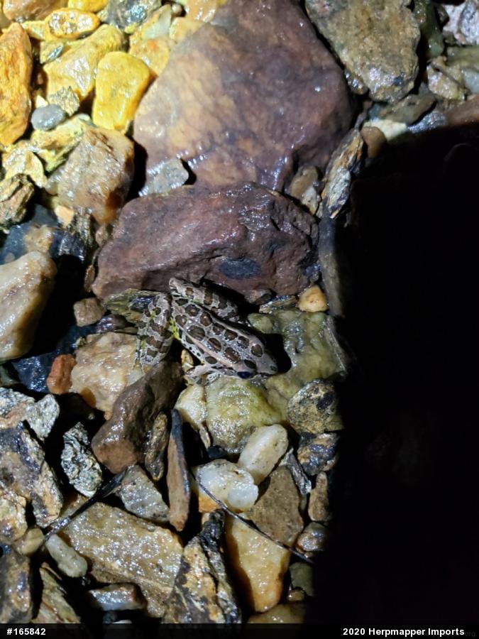 Pickerel Frog