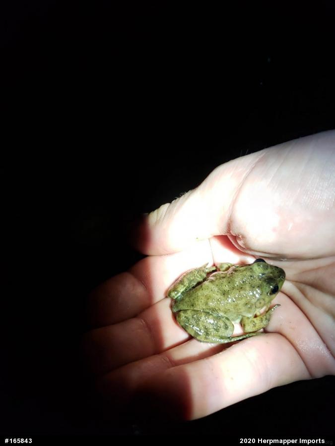 American Bullfrog