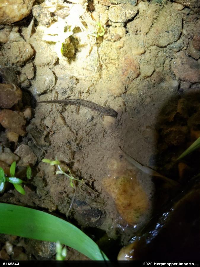 Northern Two-lined Salamander
