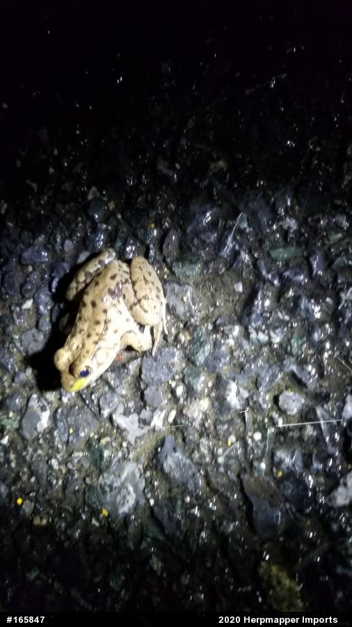 Green Frog