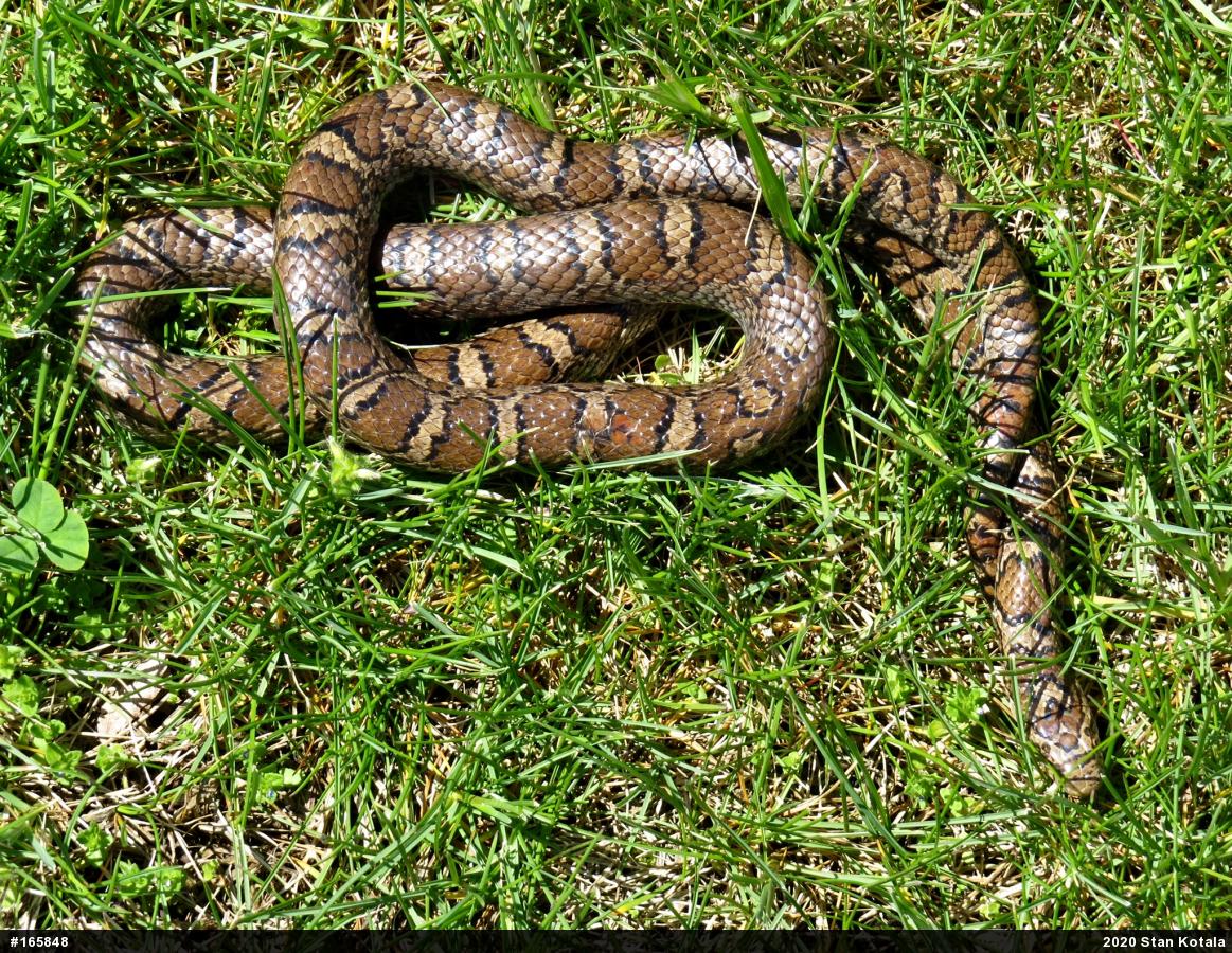 Eastern Milksnake