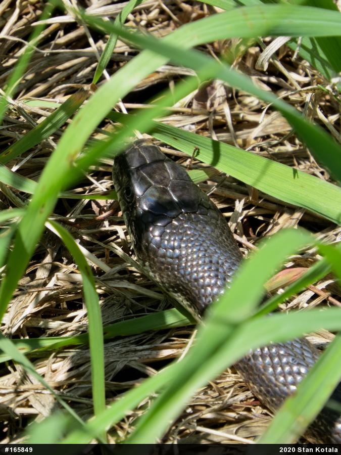 Eastern Ratsnake