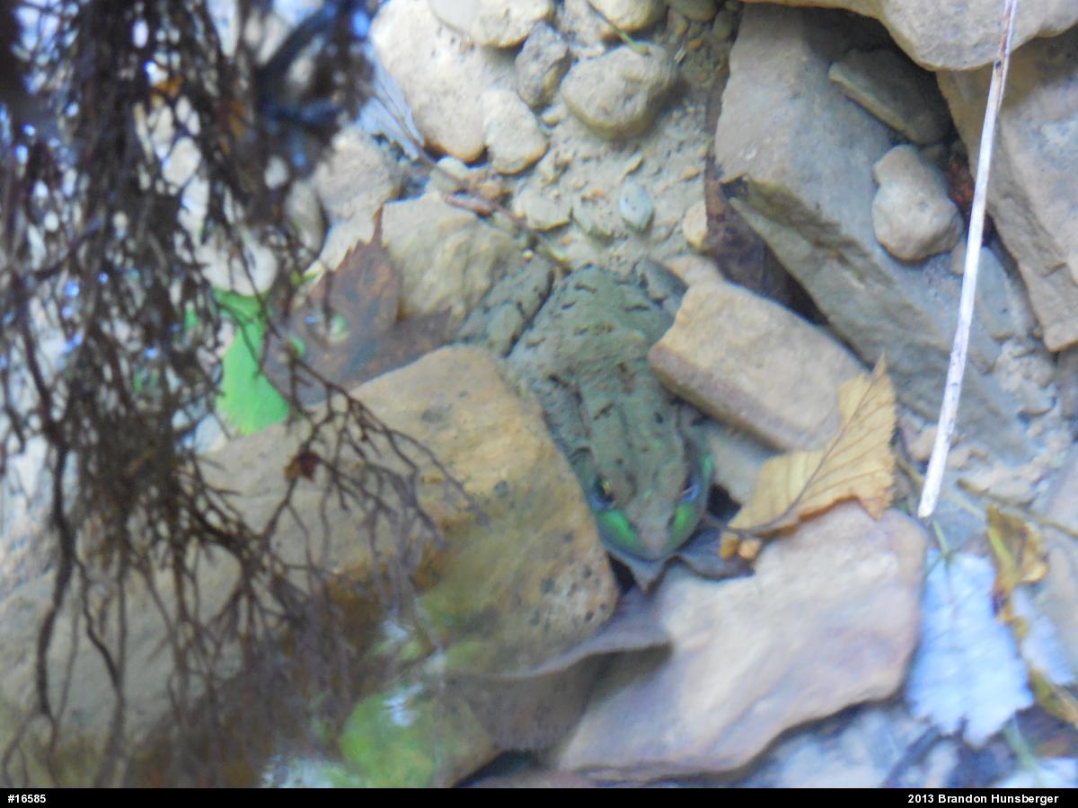 Green Frog