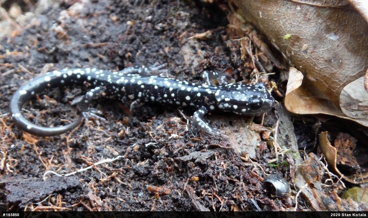 Northern Slimy Salamander