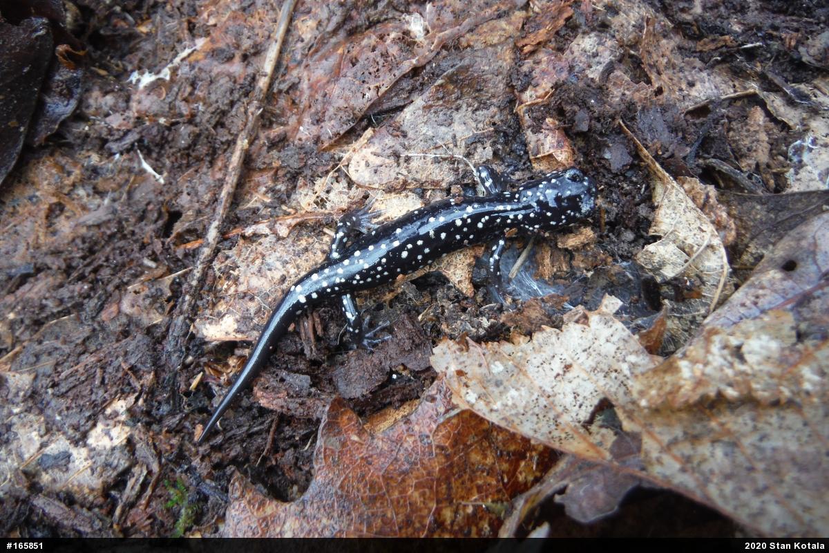 Northern Slimy Salamander