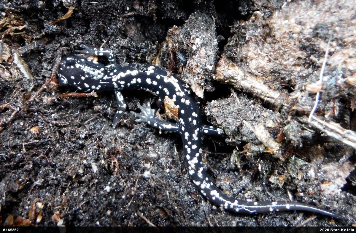 Northern Slimy Salamander