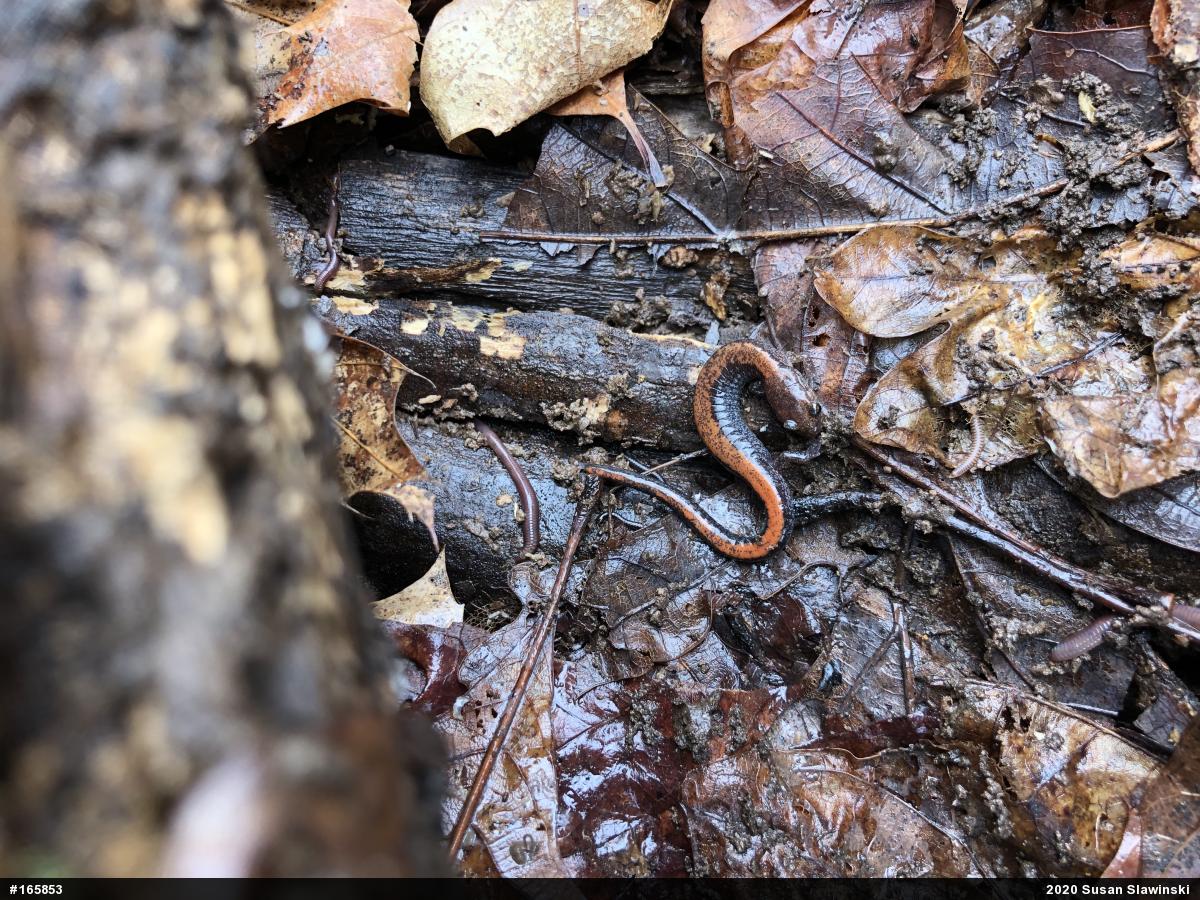 Eastern Red-backed  Salamander