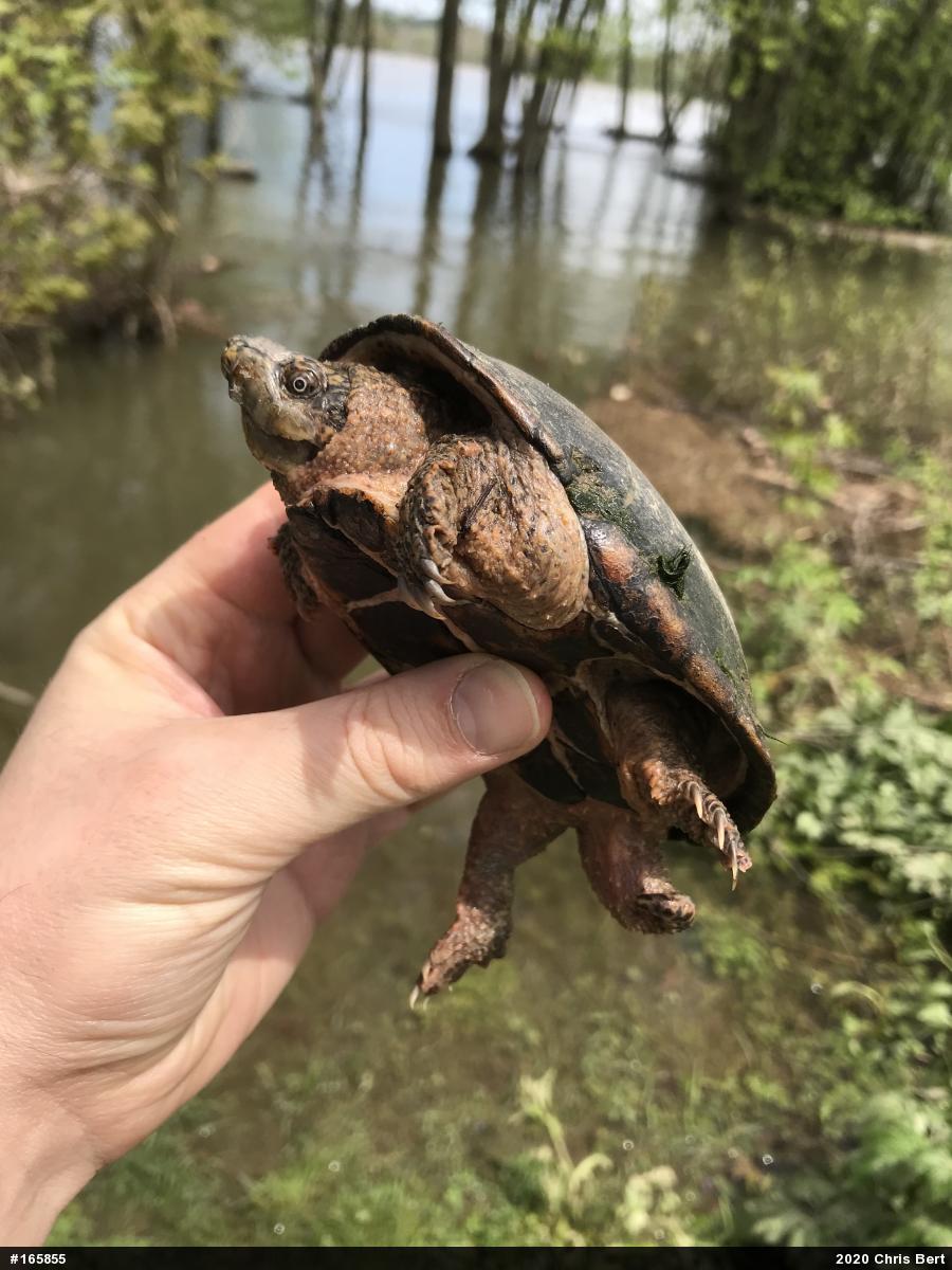 Eastern Musk Turtle