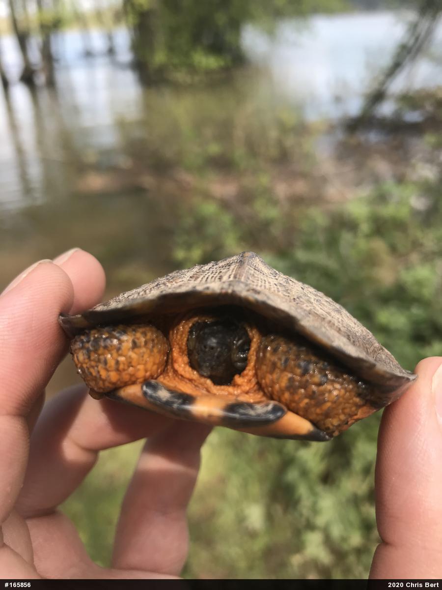 Wood Turtle