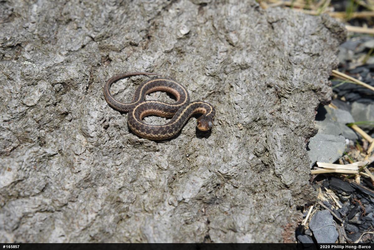 Eastern Gartersnake