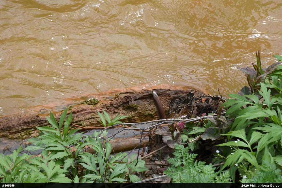 Northern Watersnake