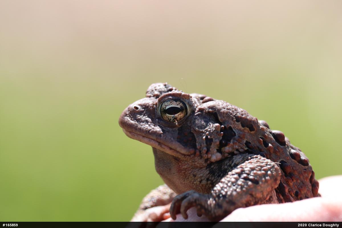 Eastern American Toad