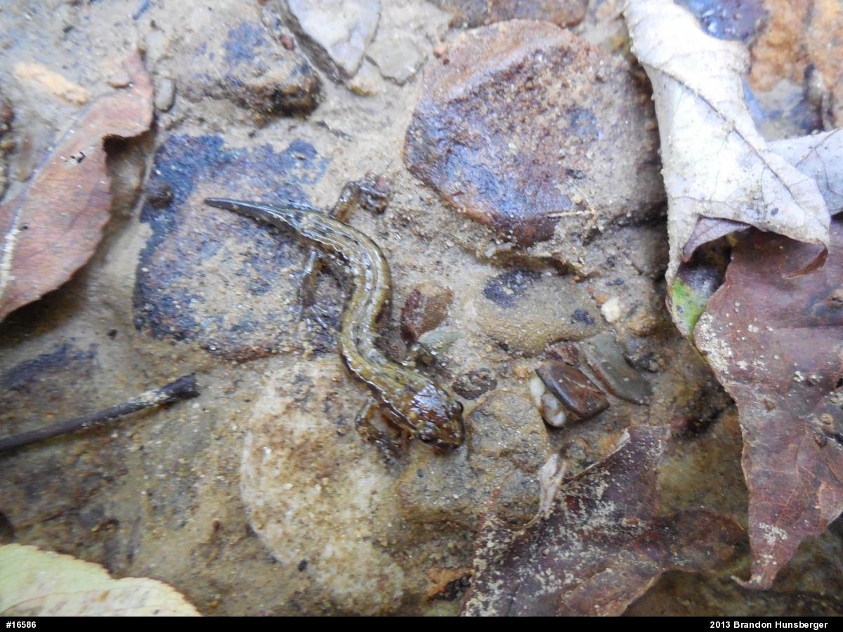 Allegheny Mountain Dusky Salamander