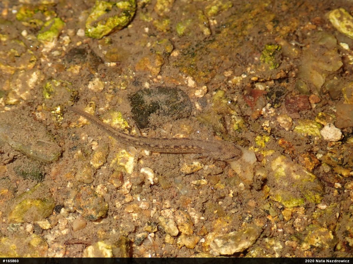 Northern Two-lined Salamander
