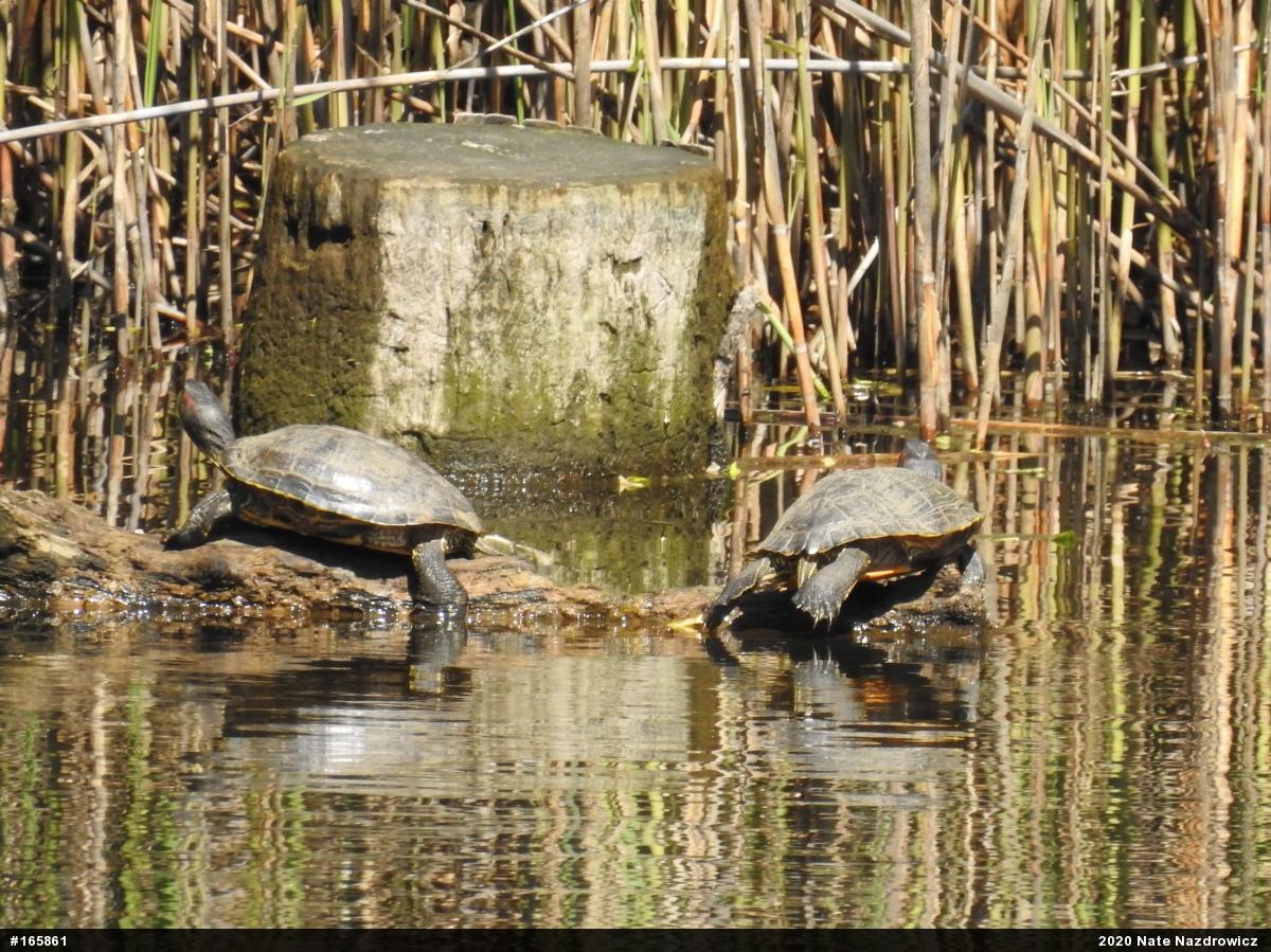 Red-eared Slider