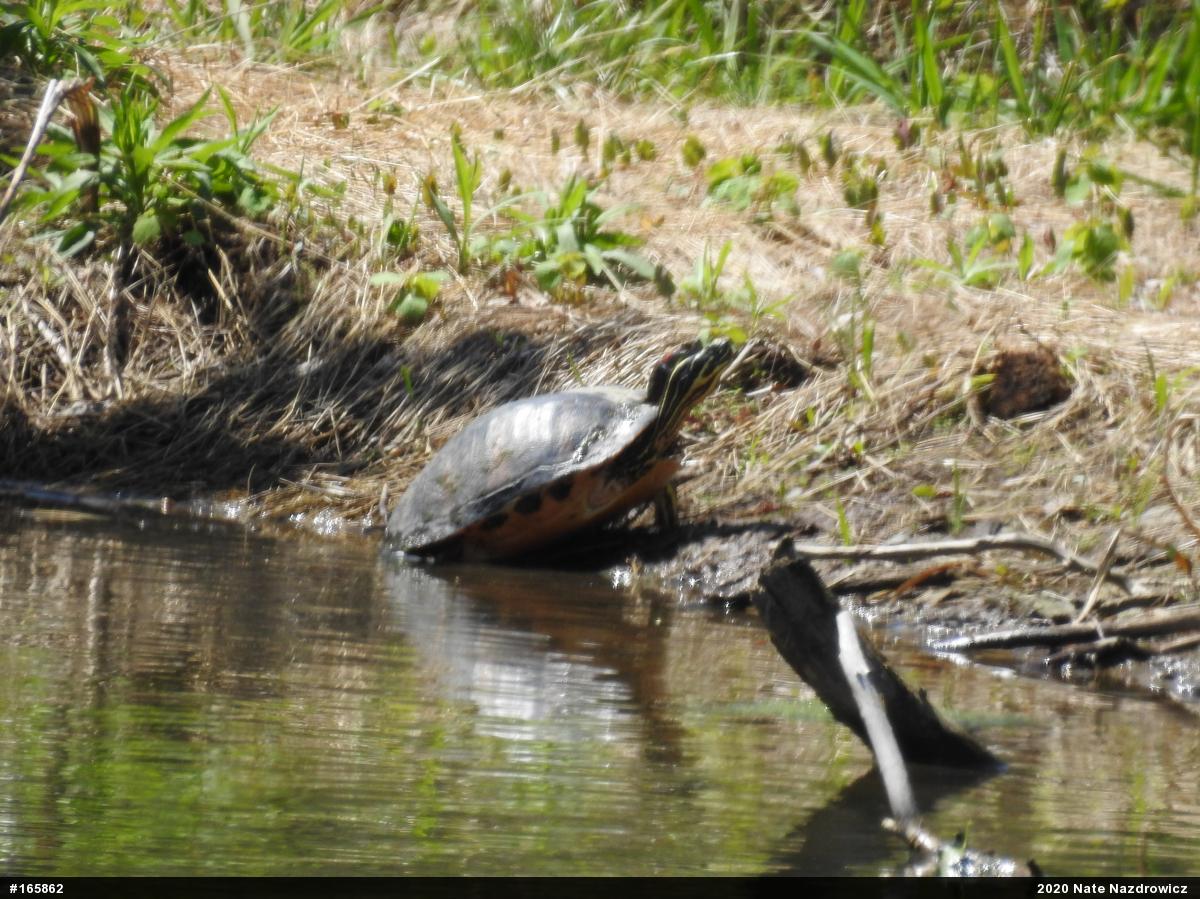 Red-eared Slider