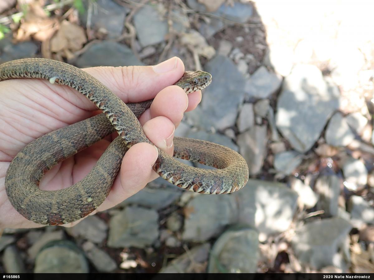 Northern Watersnake