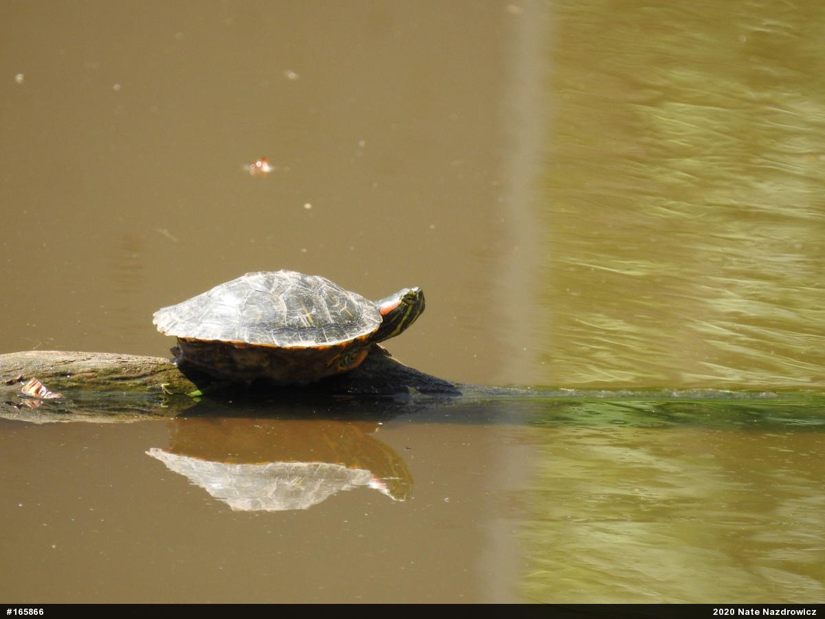 Red-eared Slider