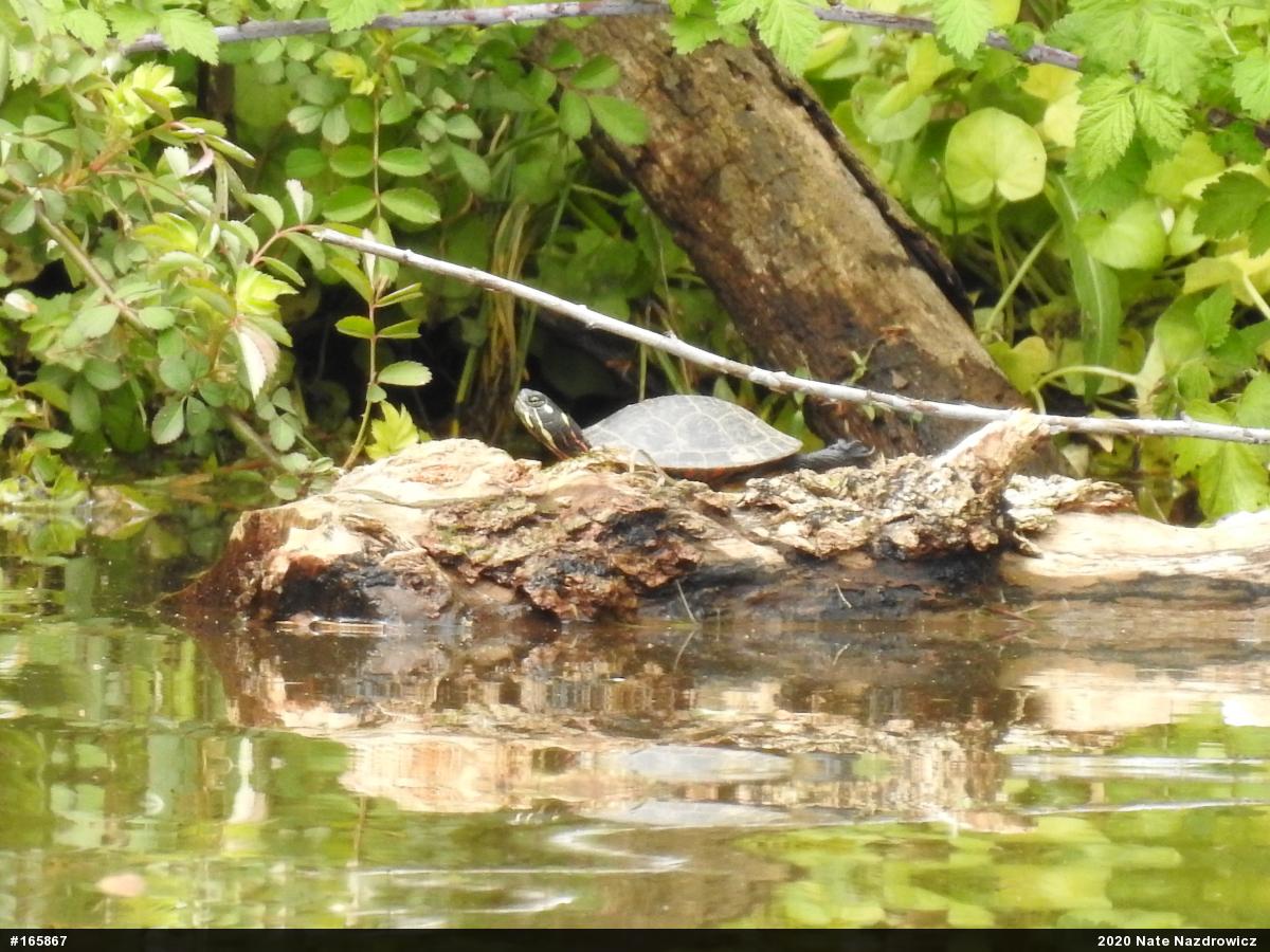 Painted Turtle
