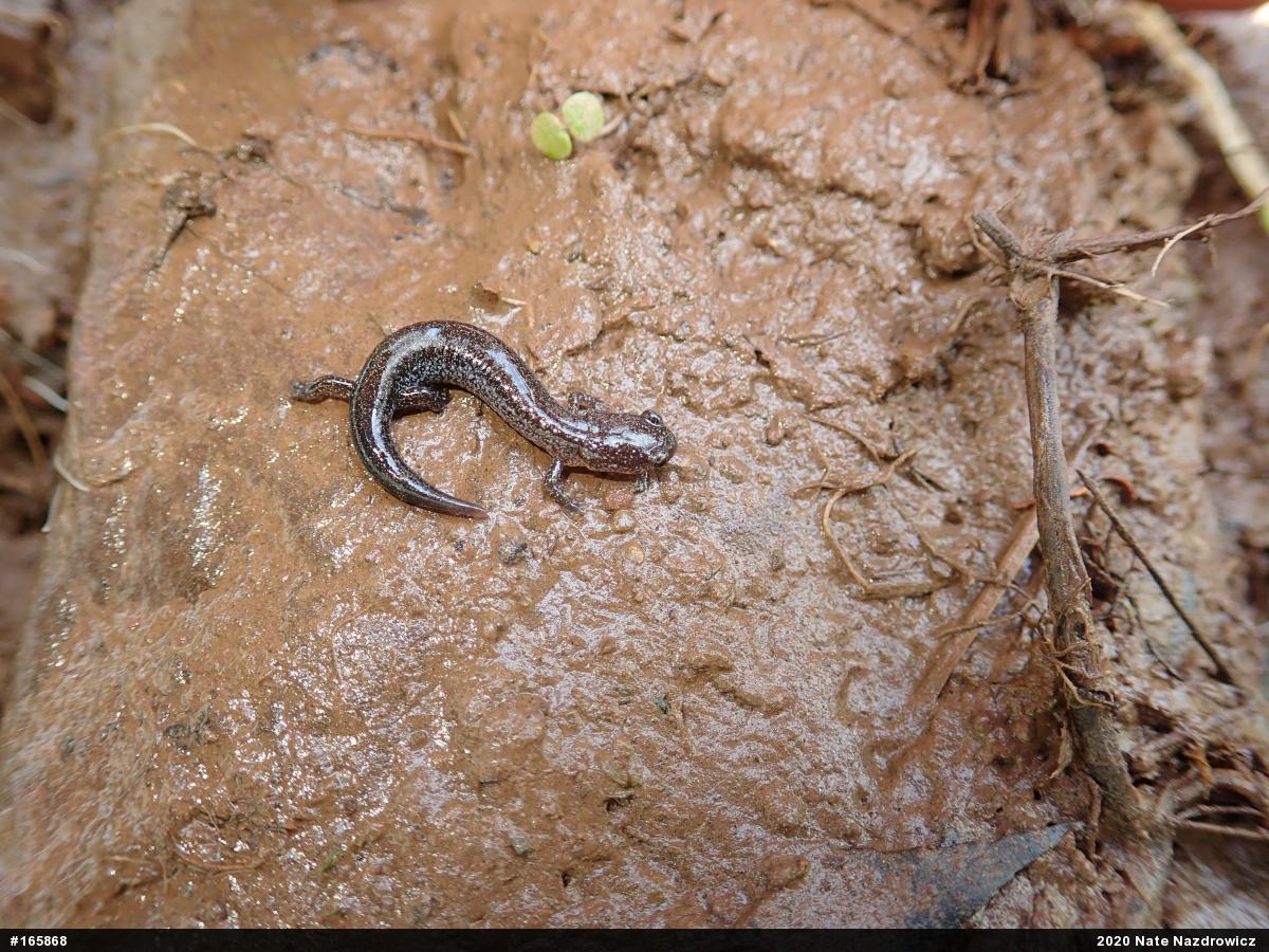 Eastern Red-backed  Salamander