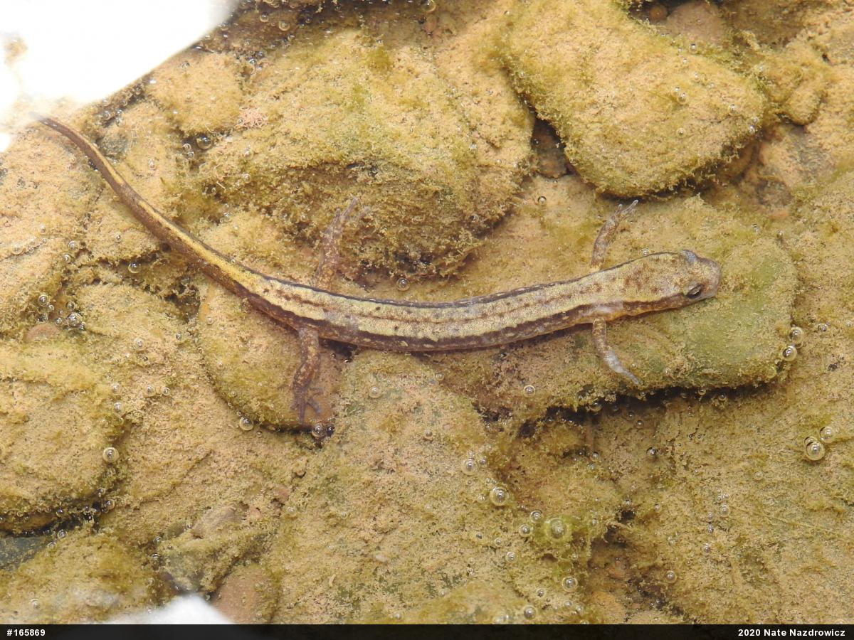 Northern Two-lined Salamander