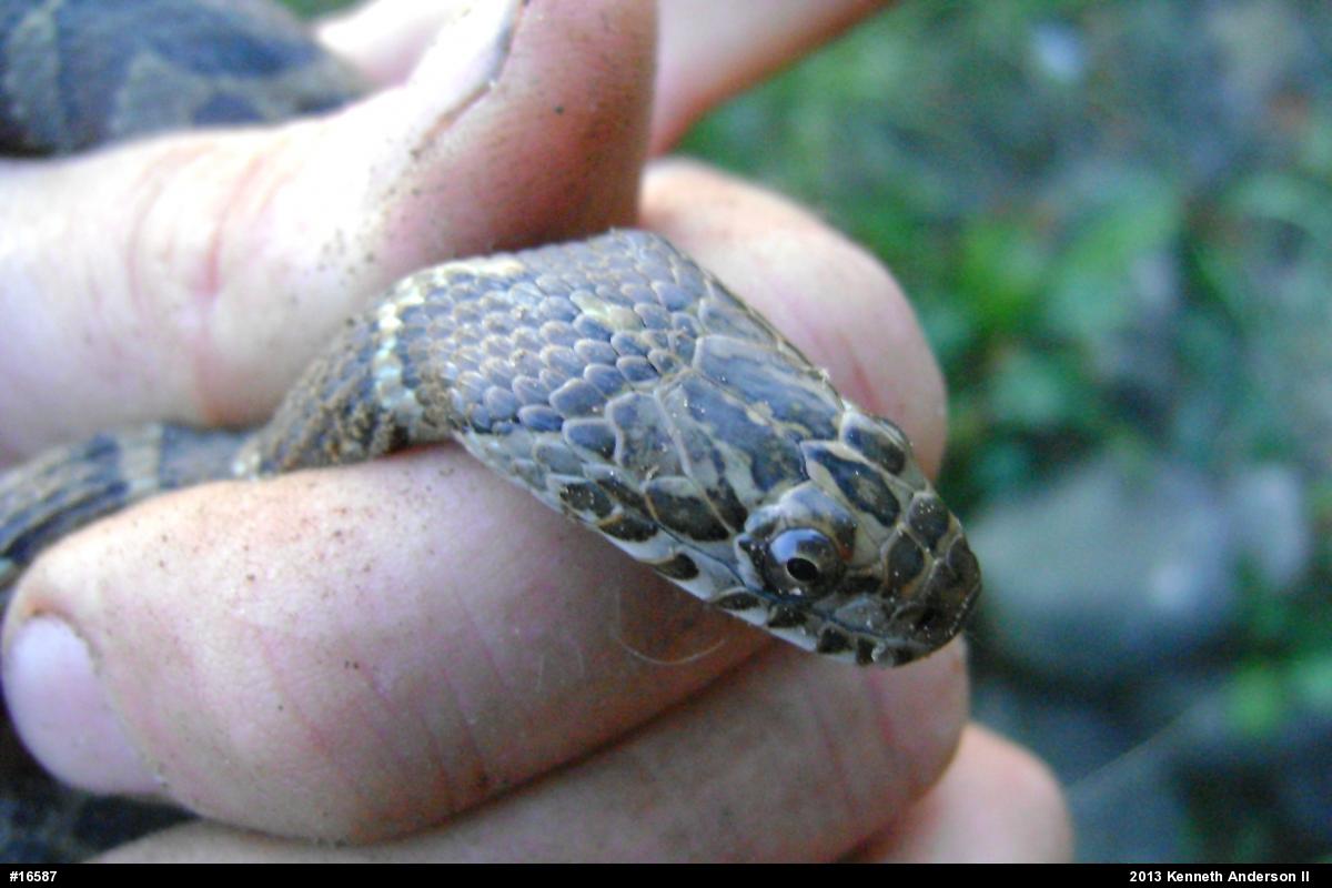 Northern Watersnake