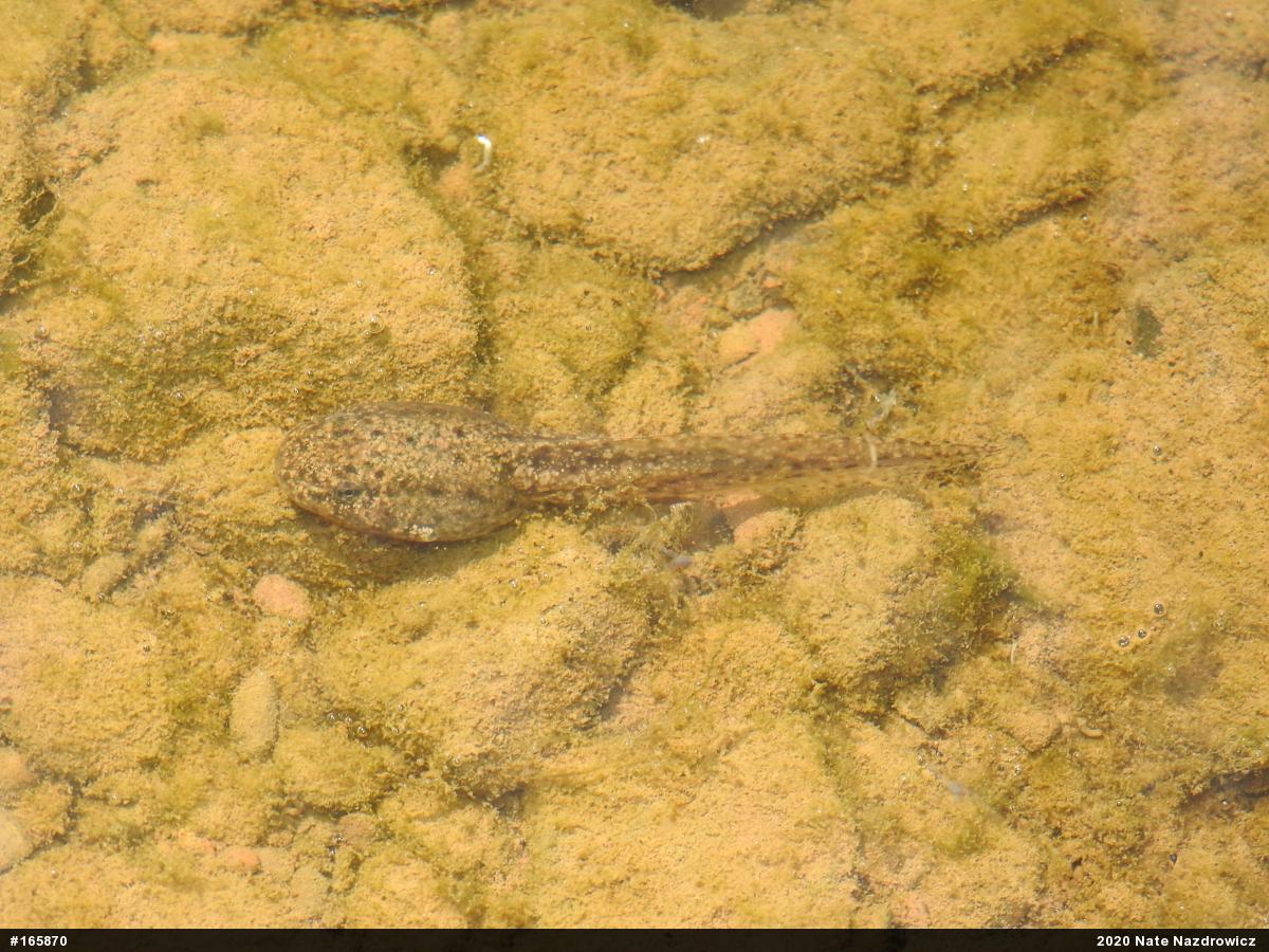 Green Frog