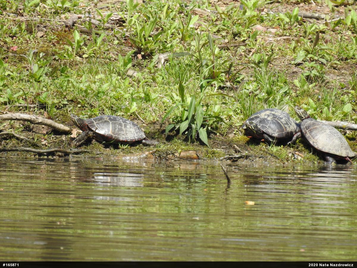 Eastern Painted Turtle