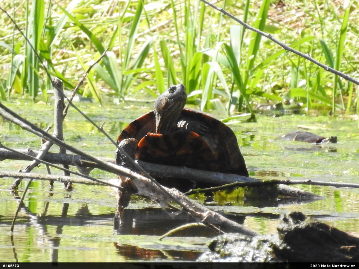 Red-eared Slider