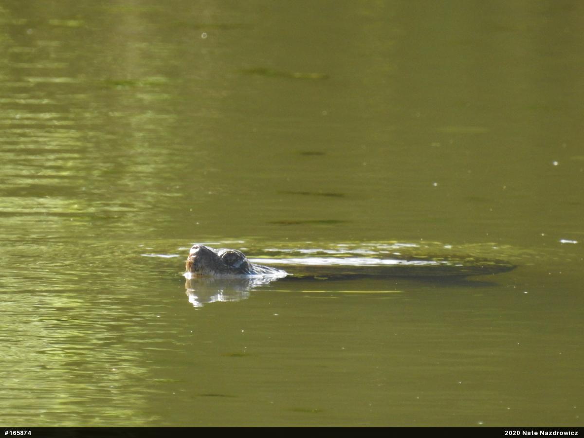 Snapping Turtle