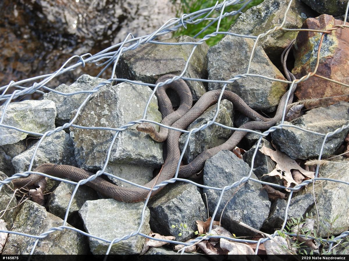 Northern Watersnake