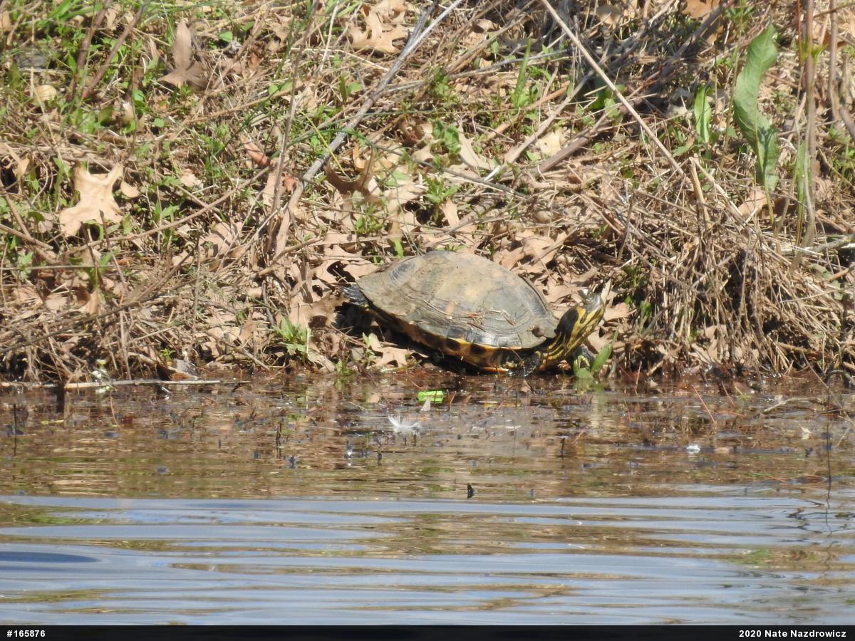 Yellow-bellied Slider