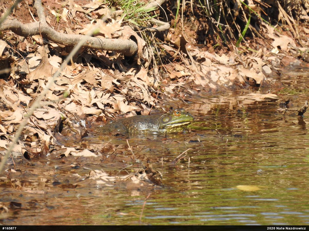 American Bullfrog