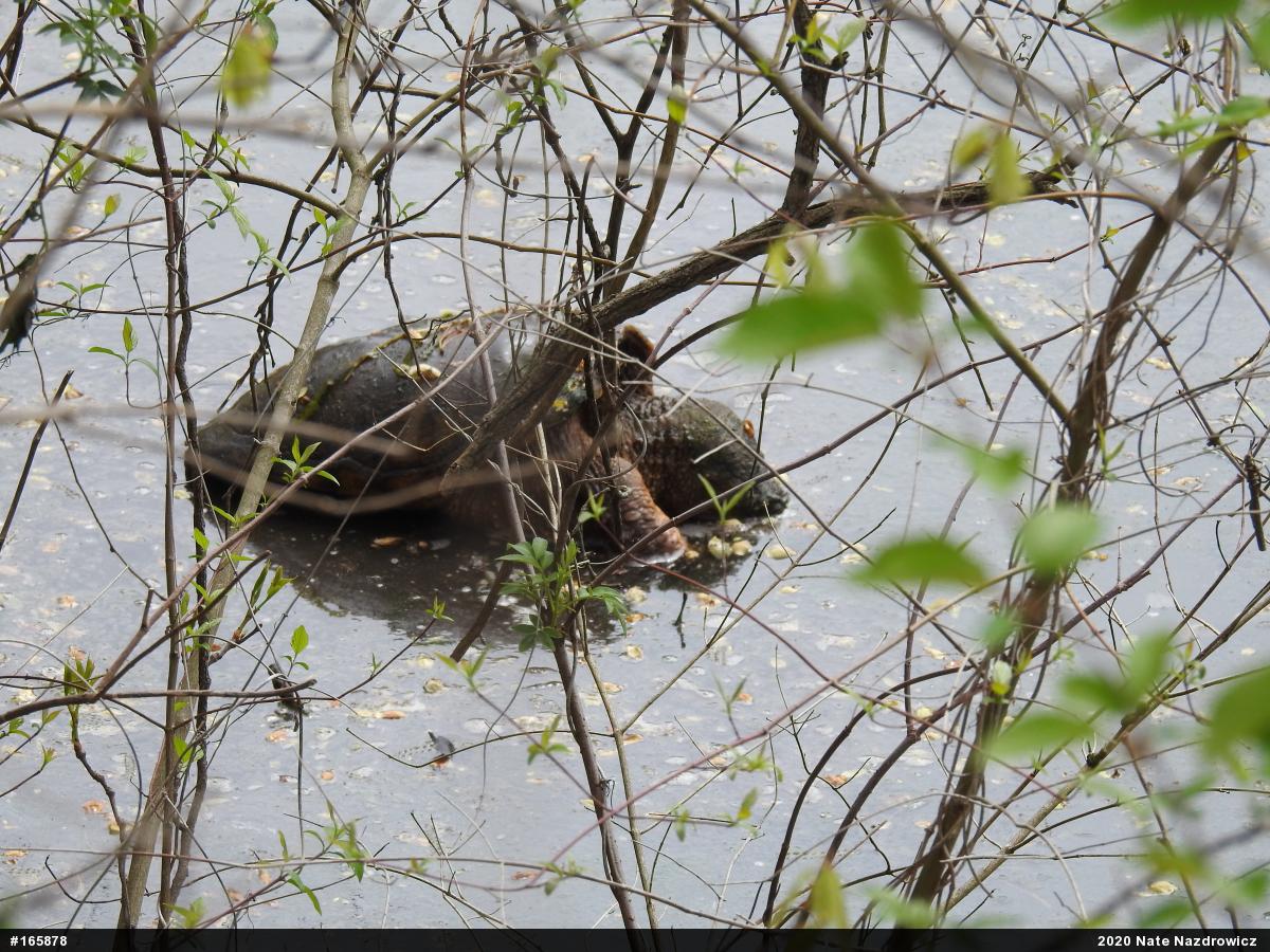Snapping Turtle