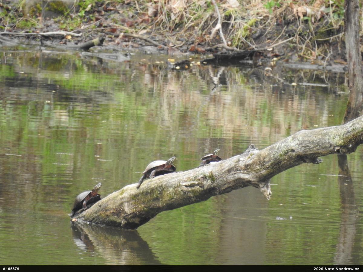 Painted Turtle