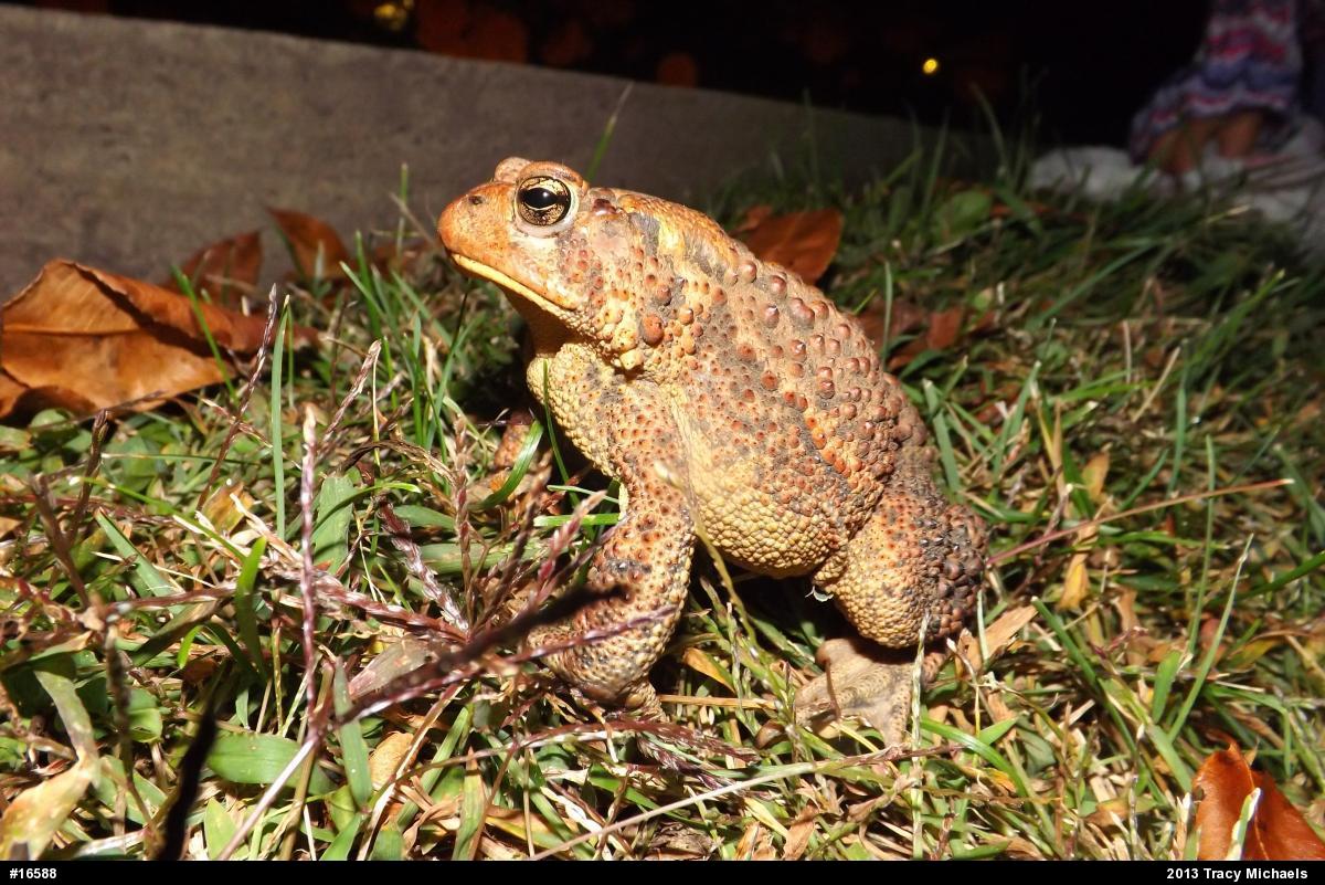 Eastern American Toad