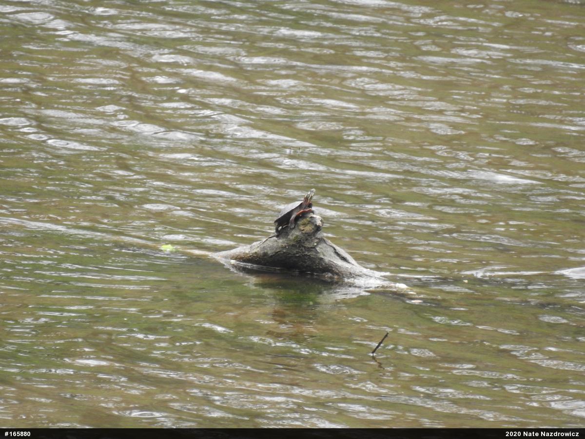Painted Turtle