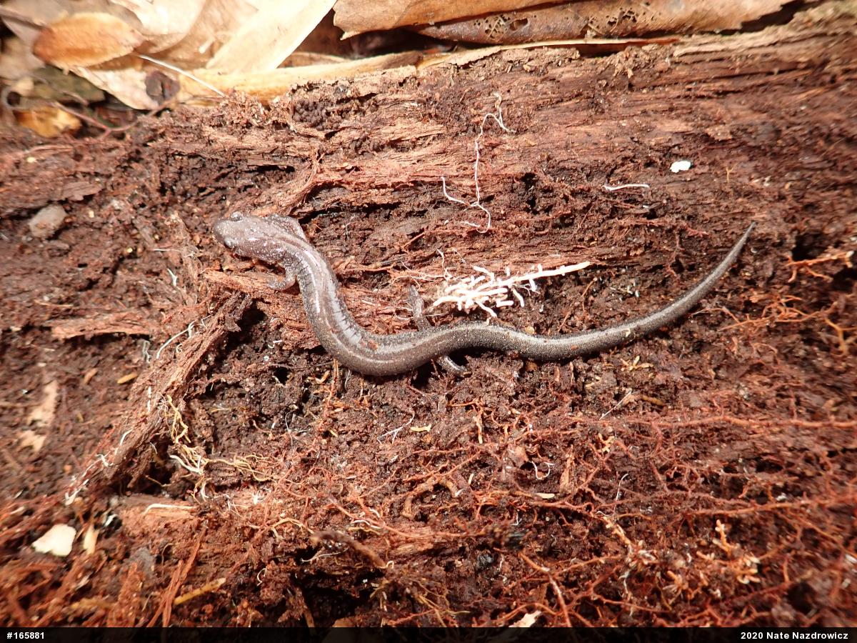 Eastern Red-backed  Salamander