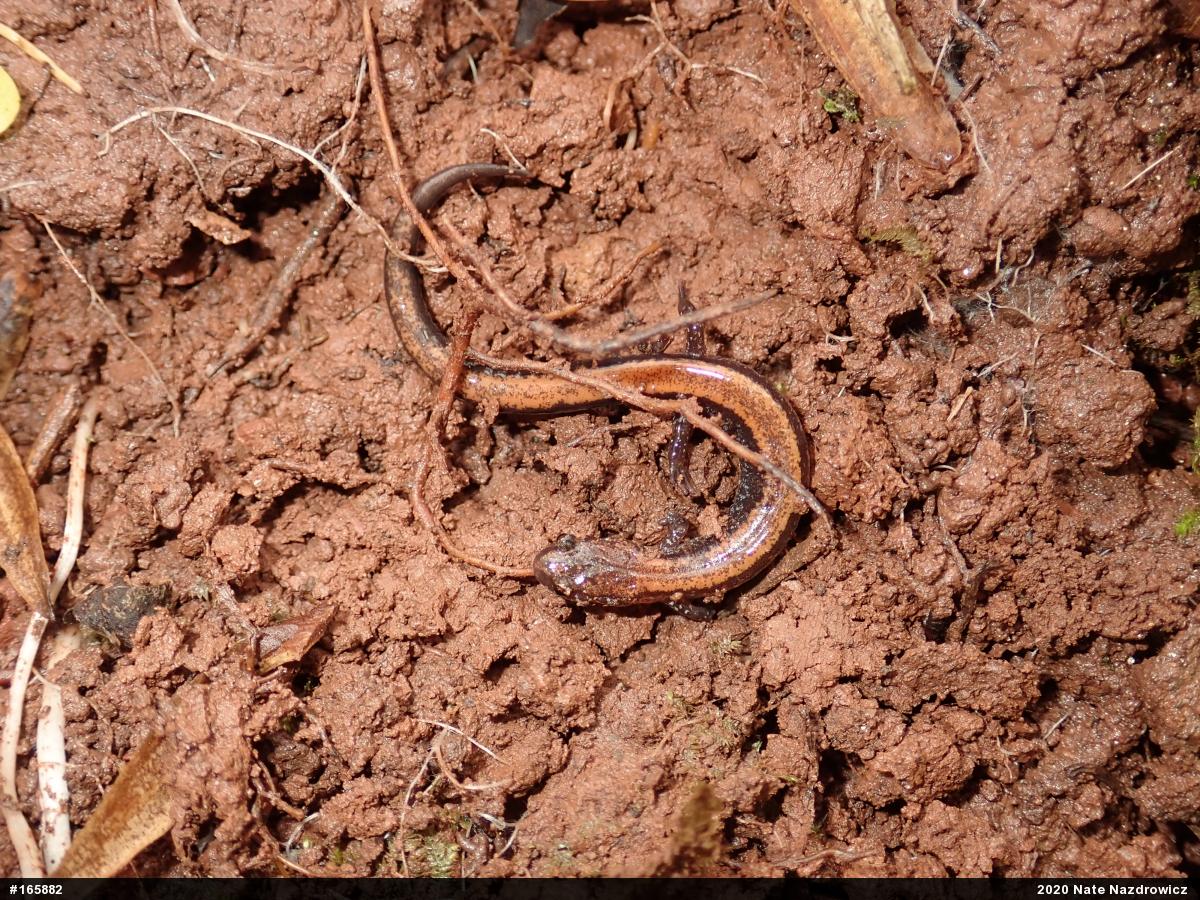 Eastern Red-backed  Salamander