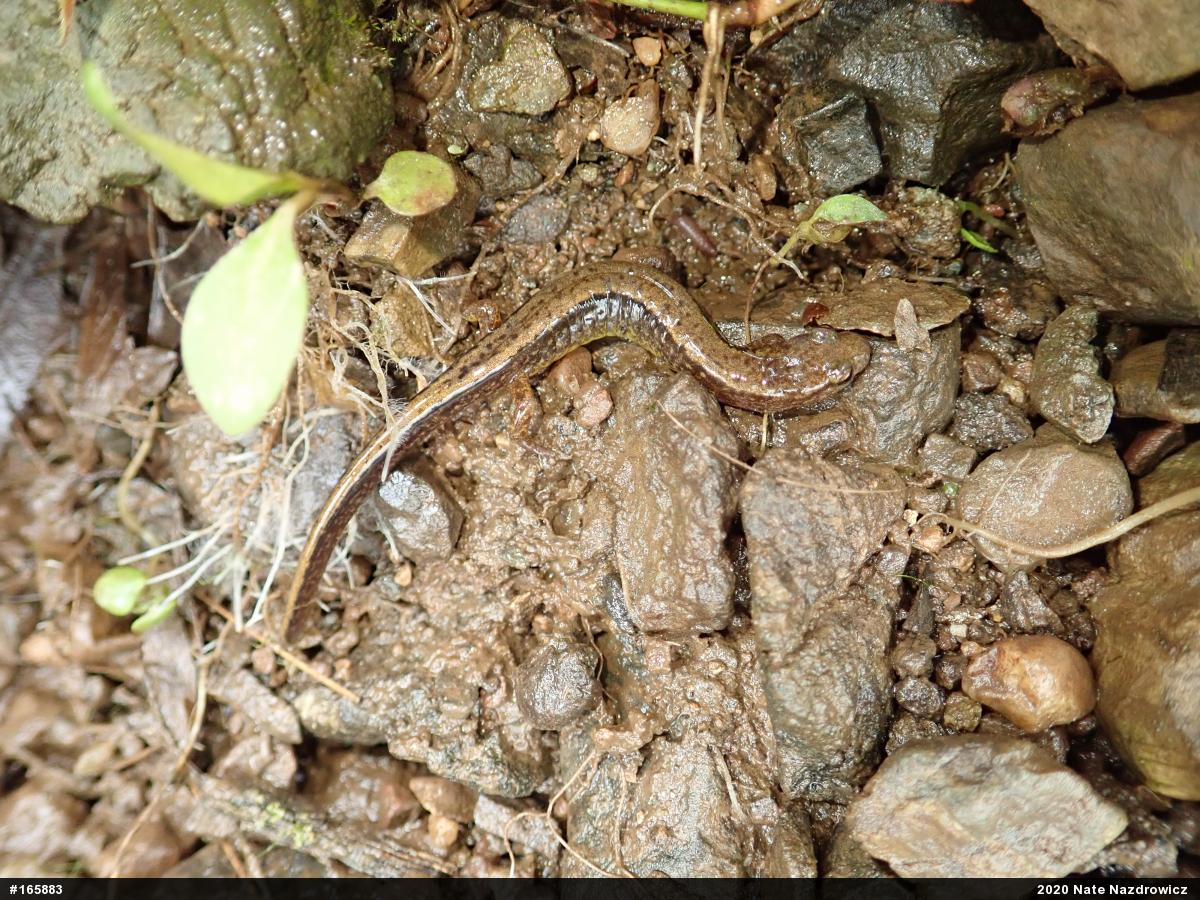 Northern Two-lined Salamander