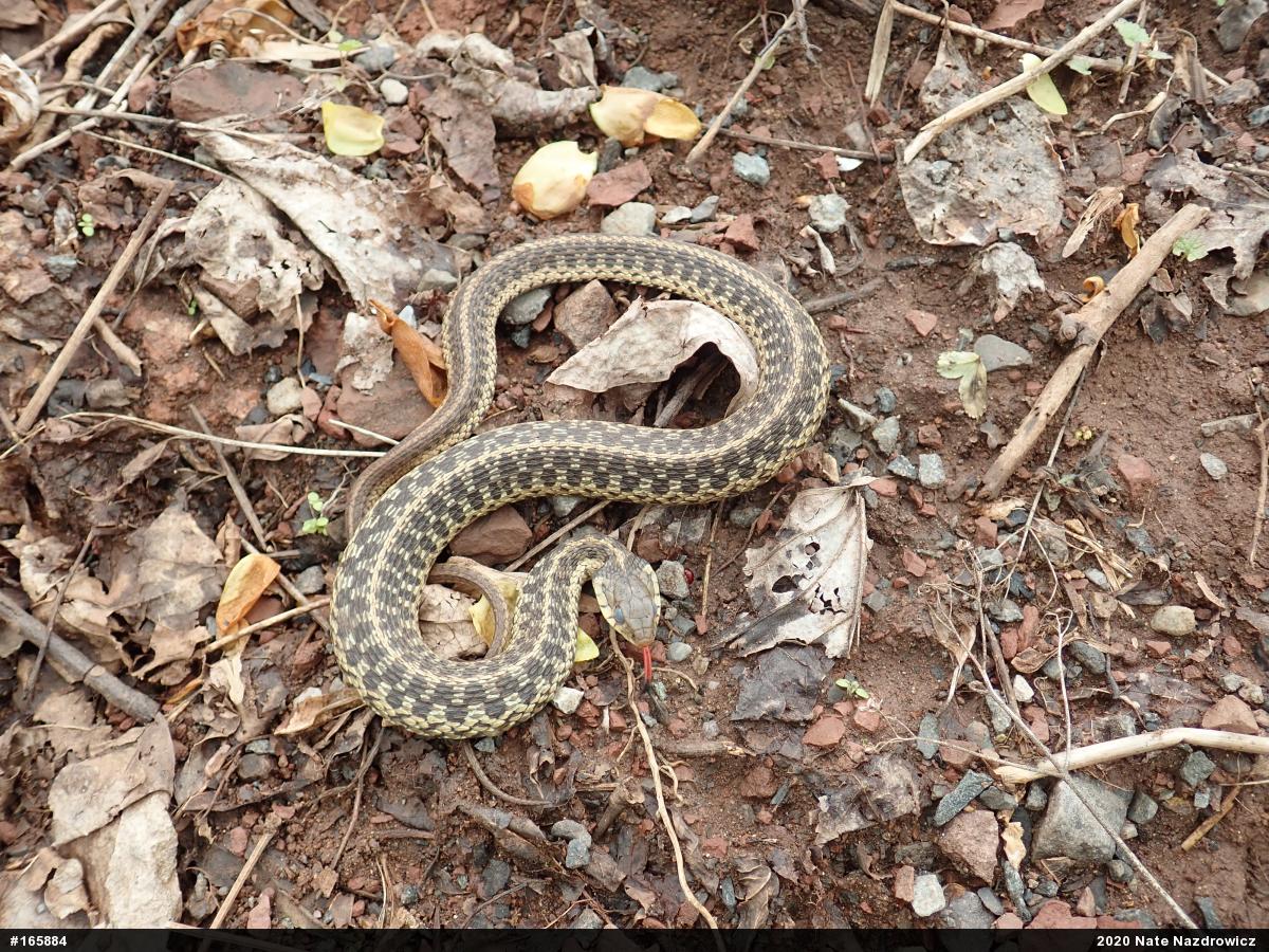 Eastern Gartersnake