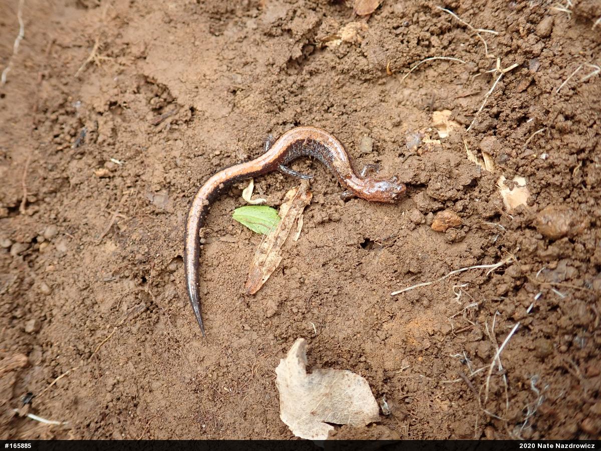 Eastern Red-backed  Salamander