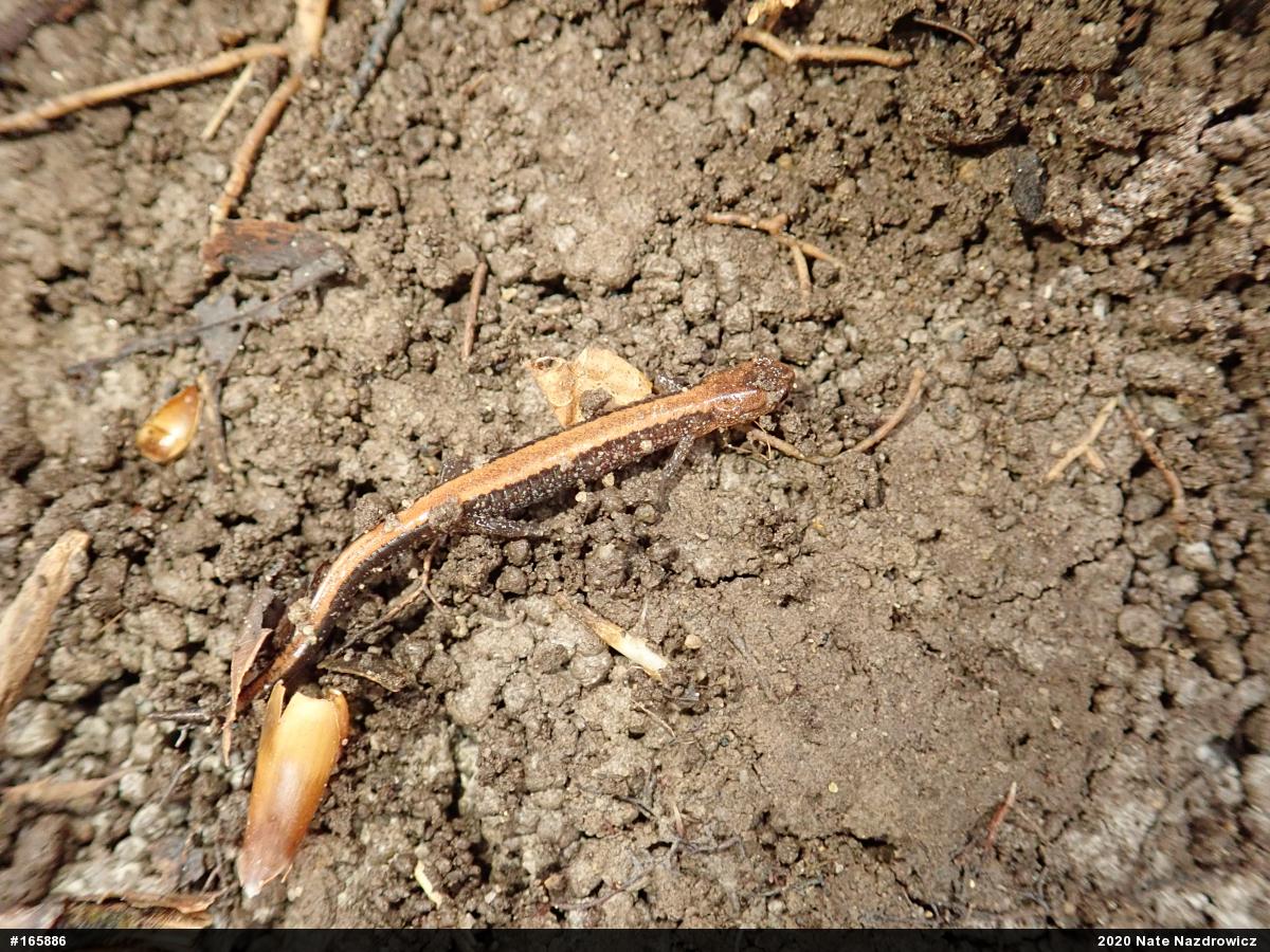 Eastern Red-backed  Salamander