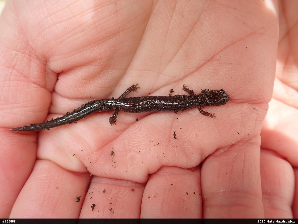 Eastern Red-backed  Salamander