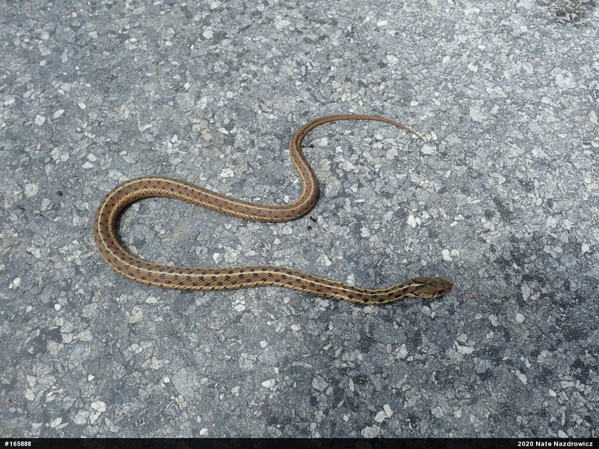 Eastern Gartersnake