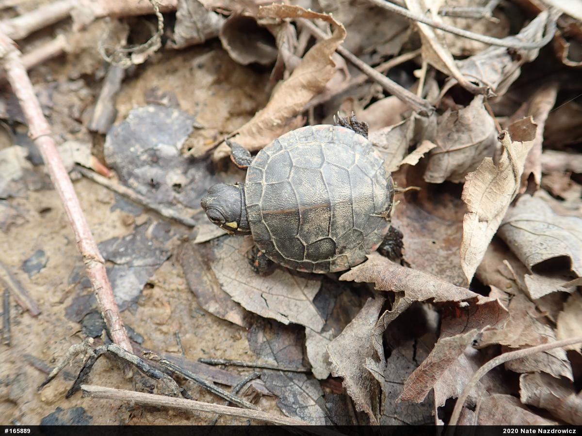 Eastern Painted Turtle