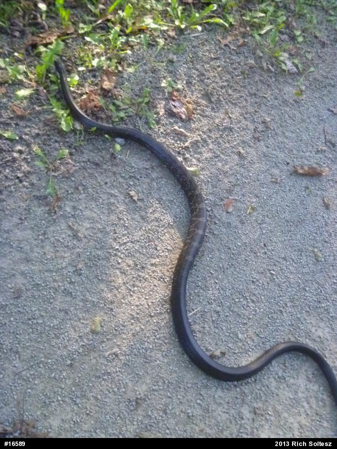 Eastern Ratsnake