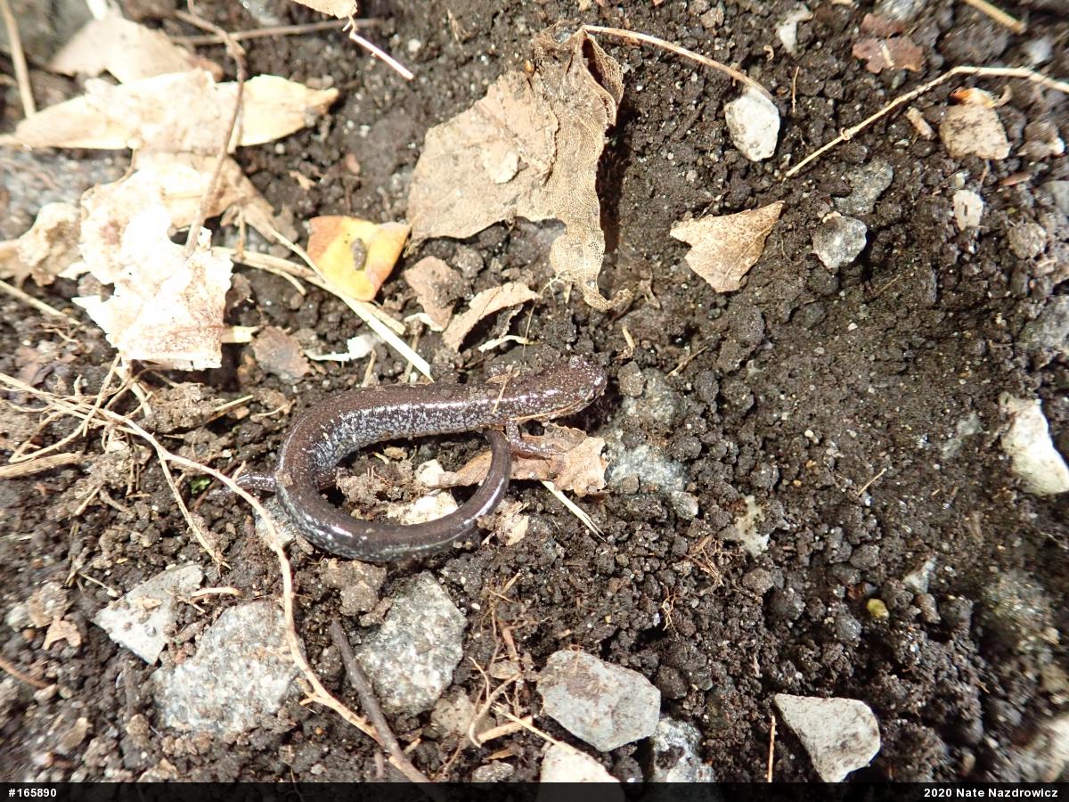 Eastern Red-backed  Salamander